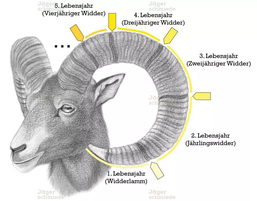 Abbildung: Das Alter des Muffelwidders ist anhand der Jahresringe auf den Schnecken bestimmbar.