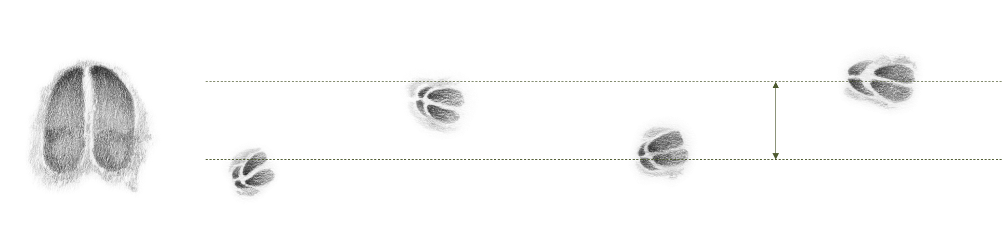 Abbildung: Der Abstand zwischen den linken und rechten Trittsiegeln wird als Schrank bezeichnet.