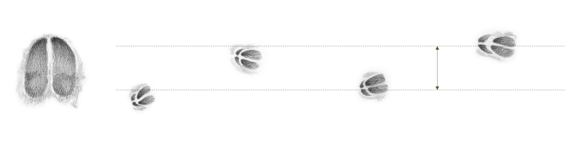 Abbildung: Der Abstand zwischen den linken und rechten Trittsiegeln wird als Schrank bezeichnet.