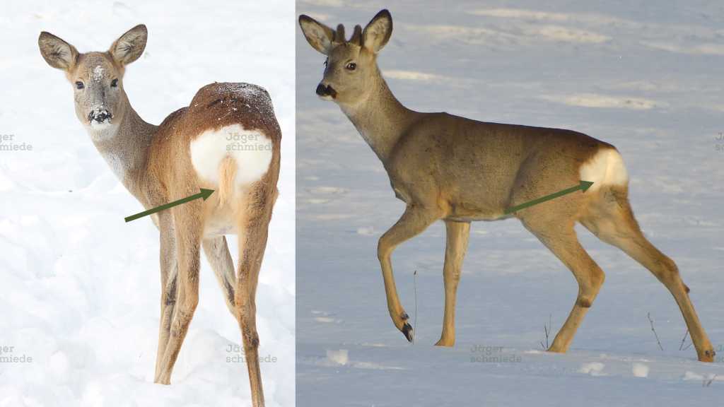 Abbildung: Unterschied zwischen Bock und Ricke in der Winterdecke. Deutlich zu sehen ist die Schürze bei der Ricke (links), die bei dem Bock nicht vorhanden ist (rechts).