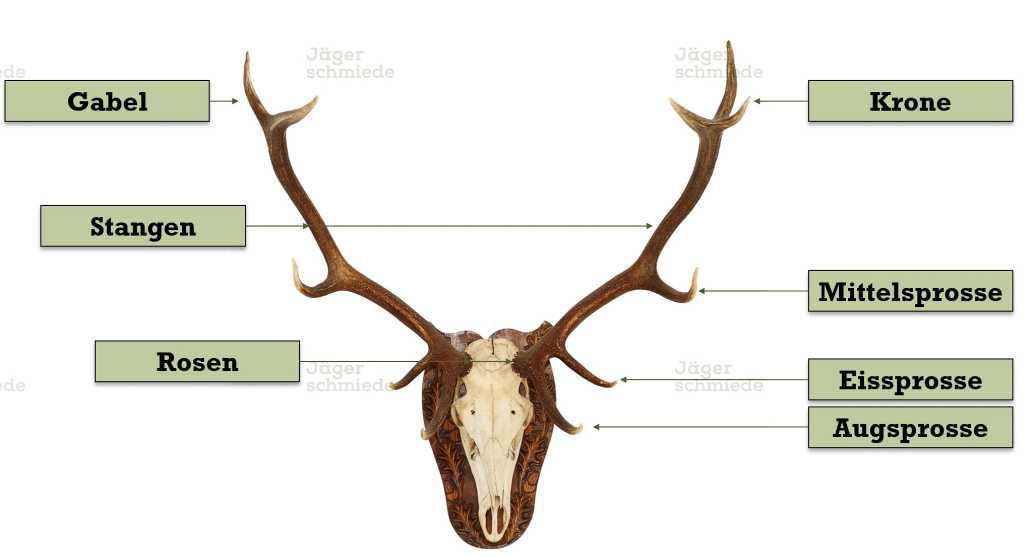 Abbildung: Aug-, Eis- und Mittelsprosse sind Bezeichnungen für die Enden eines Geweihs.