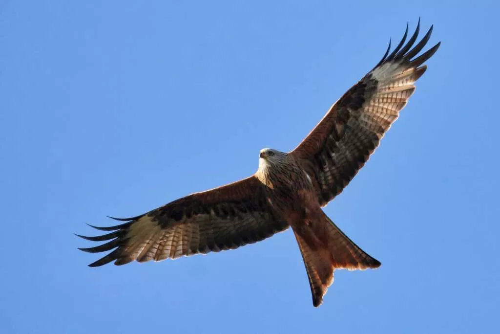 Abbildung: Markantes Merkmal des Rotmilans ist sein tief gegabelter Stoß, der insbesondere im Flug gut zu erkennen ist.