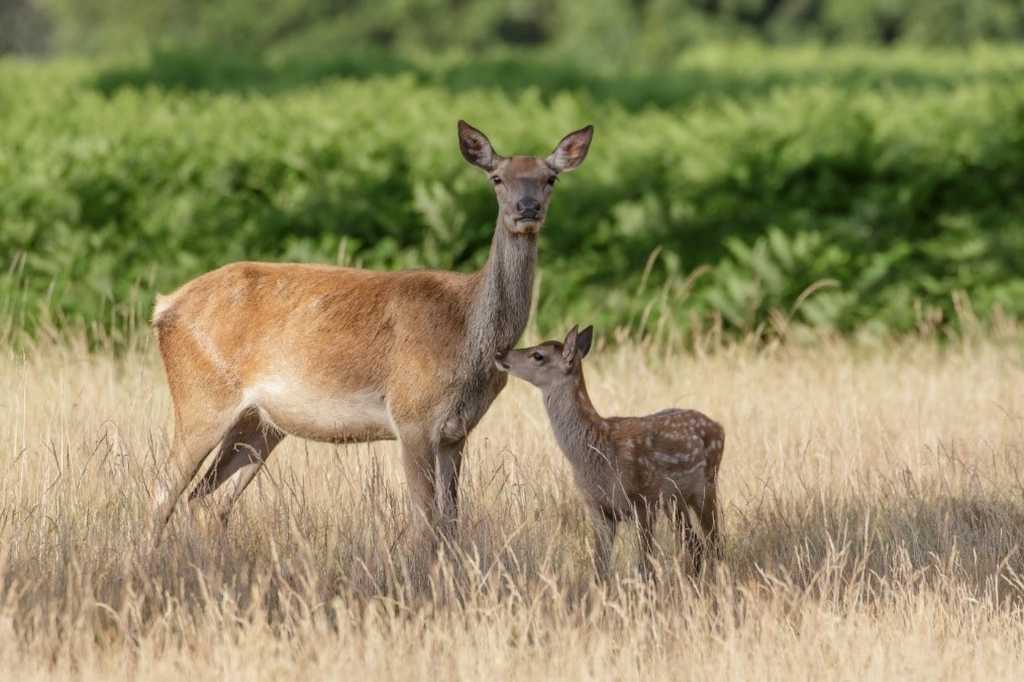 Abbildung: Rotwild Tier und Kalb.