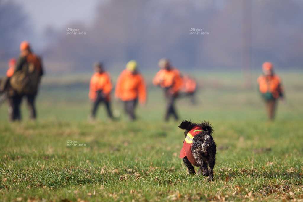 Abbildung: In ihren leuchtend orangenen Warnwesten sind TreiberInnen und auch Hunde schon von weitem erkennbar.