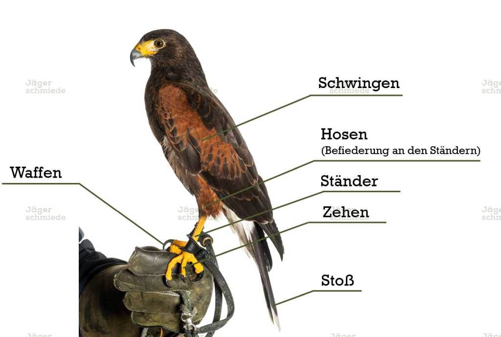 Abbildung: Bezeichnungen der Körperteile des Greifvogels.