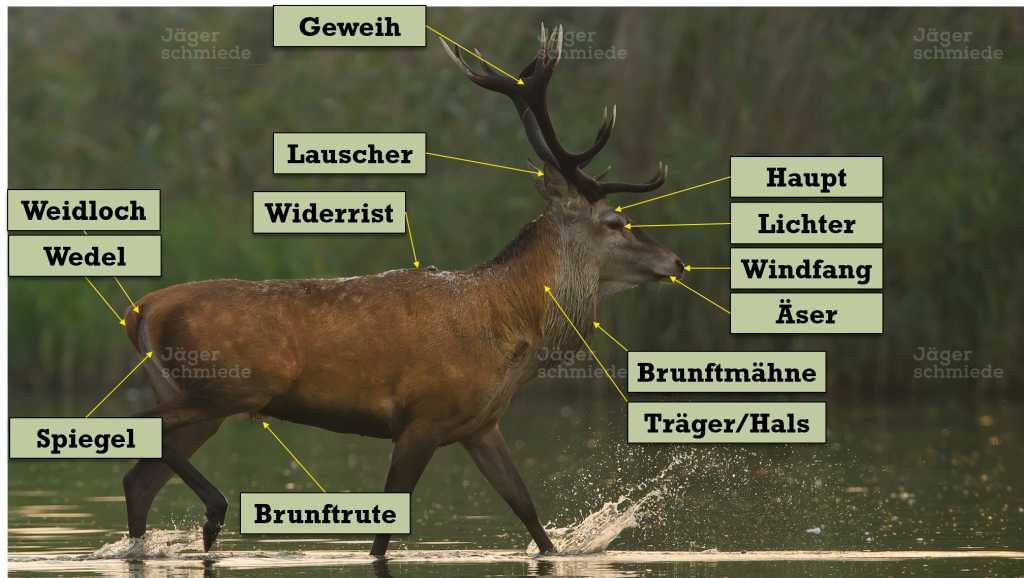 Abbildung: Bezeichnungen der Körperteile des Rotwildes.