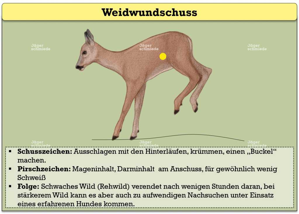 Abbildung: Zusammenfassung Weidwundschuss.