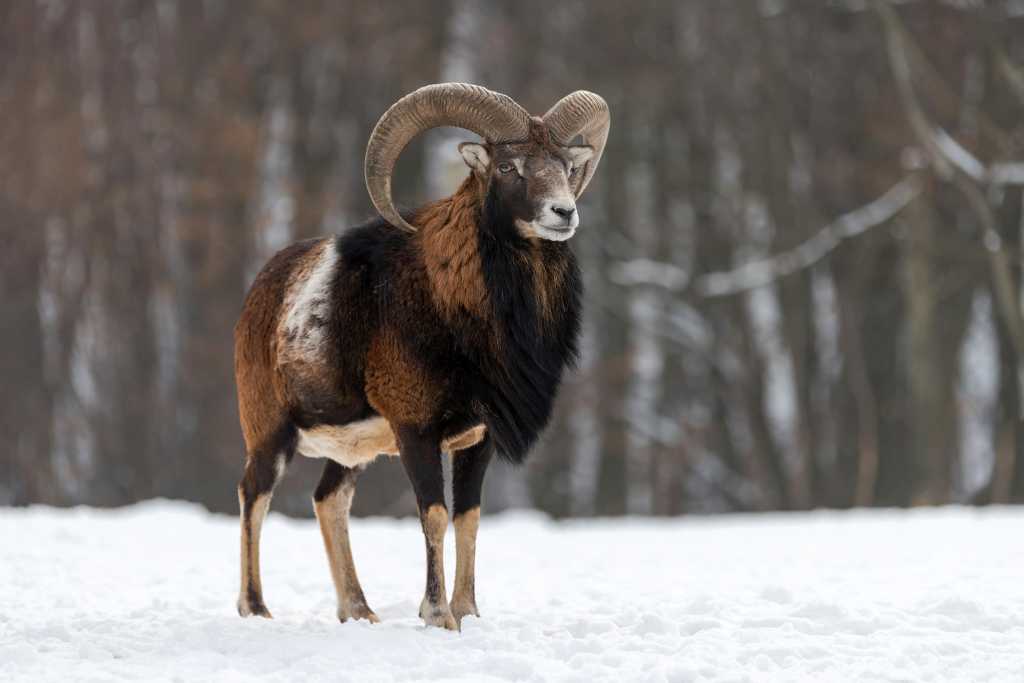 Abbildung: Muffelwidder im Schnee.