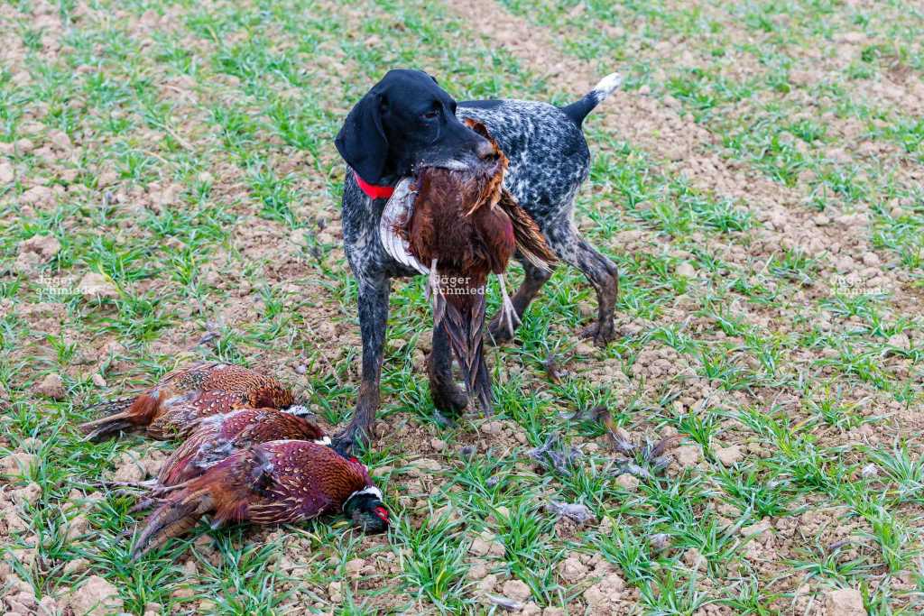 Abbildung: Der Hund apportiert zuverlässig die erlegten Fasane.