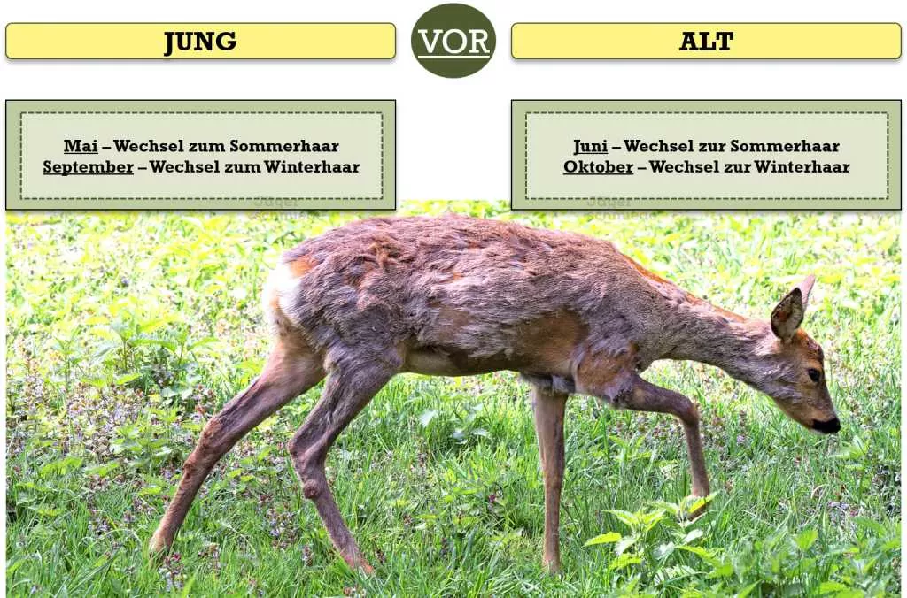 Abbildung: Ein Stück Rehwild beim Wechsel vom Winter- auf Sommerhaar. Junge gesunde Stücken (Schmalrehe und Jährlingsböcke) haben im Juni vollständig verfärbt.