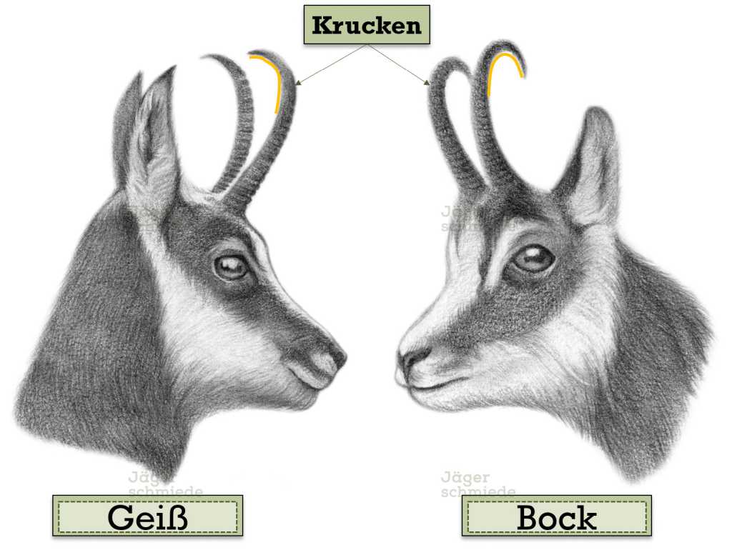 Abbildung: Die Krucken des Bockes sind in der Regel stärker gehaktelt, als die der Geiß.