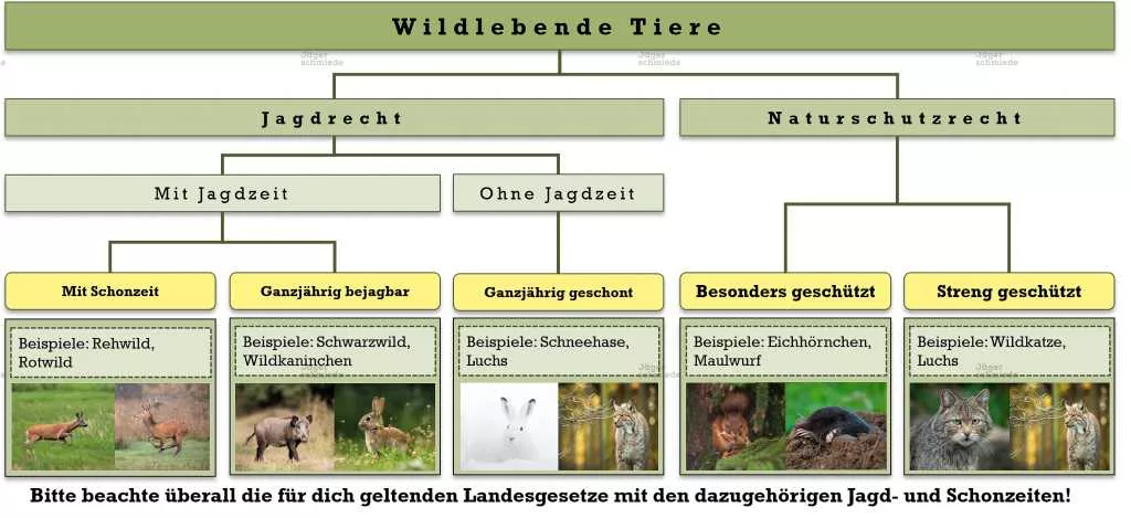 Abbildung: Tiere, die dem Jagdrecht unterliegen, können jagdbar oder ganzjährig geschont sein.