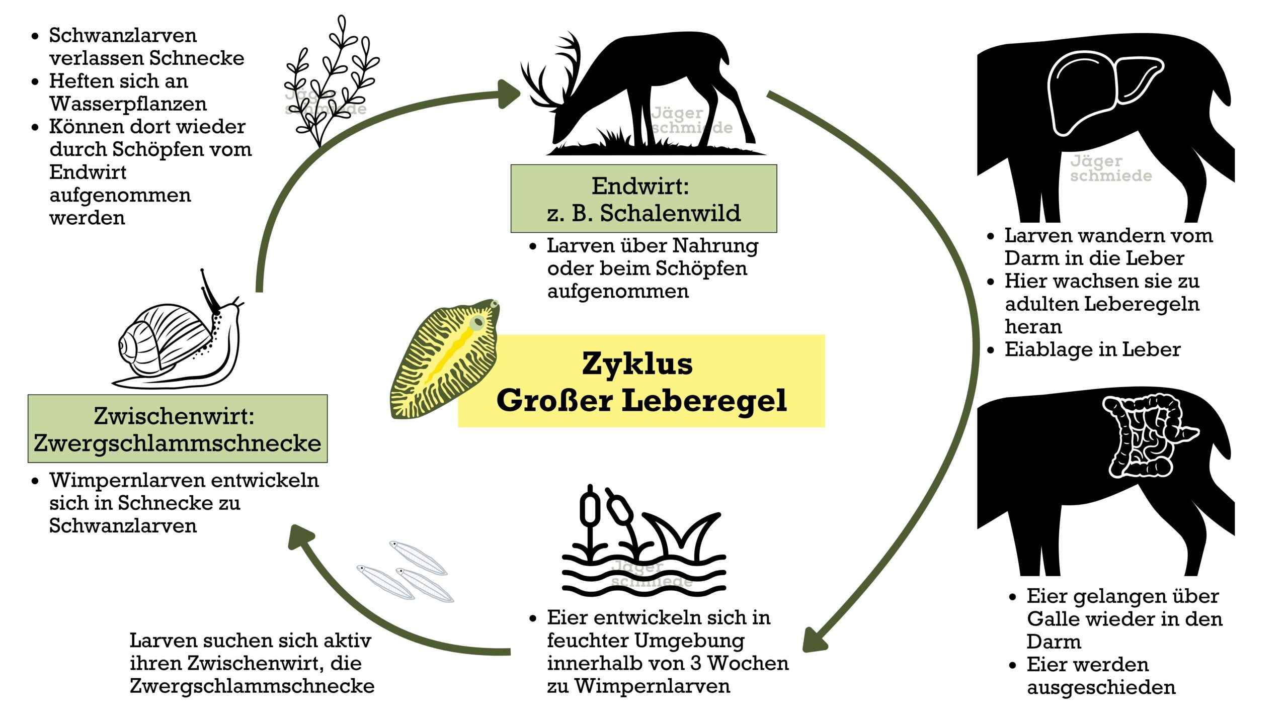 Zyklus Entwicklung Großer Leberegel