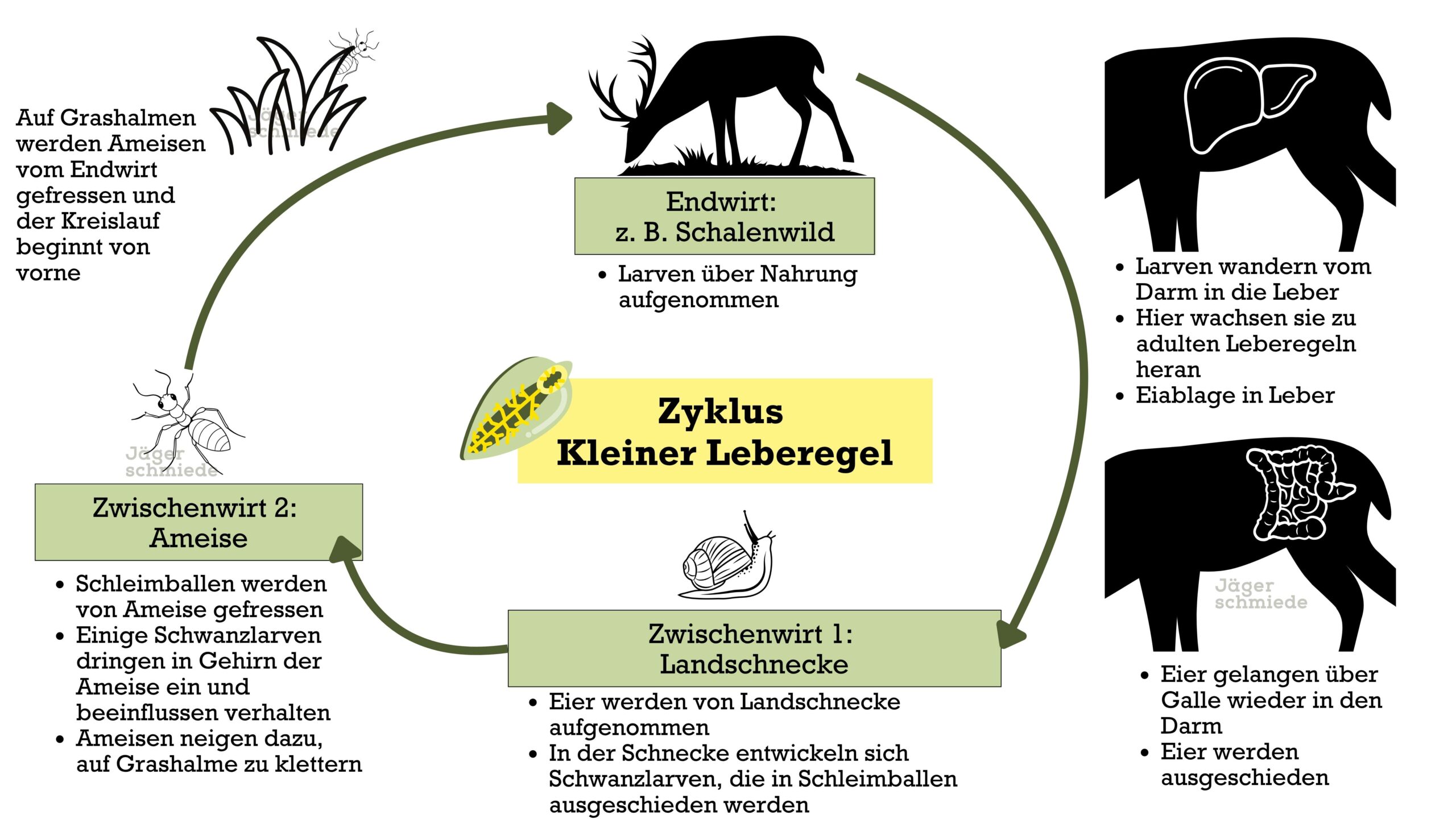 Zyklus kleiner Leberegel - Entwicklung